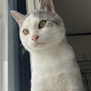 懐っこいハチワレ猫 家族にしてください