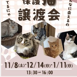 保護猫譲渡会