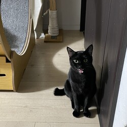 新猫部屋つくり　Vol.12