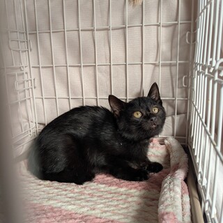 不妊手術済ワクチン1回目済2ヶ月半男の子黒猫ちゃん