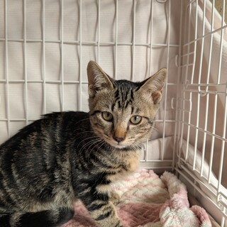 雑種2ヶ月半男の子