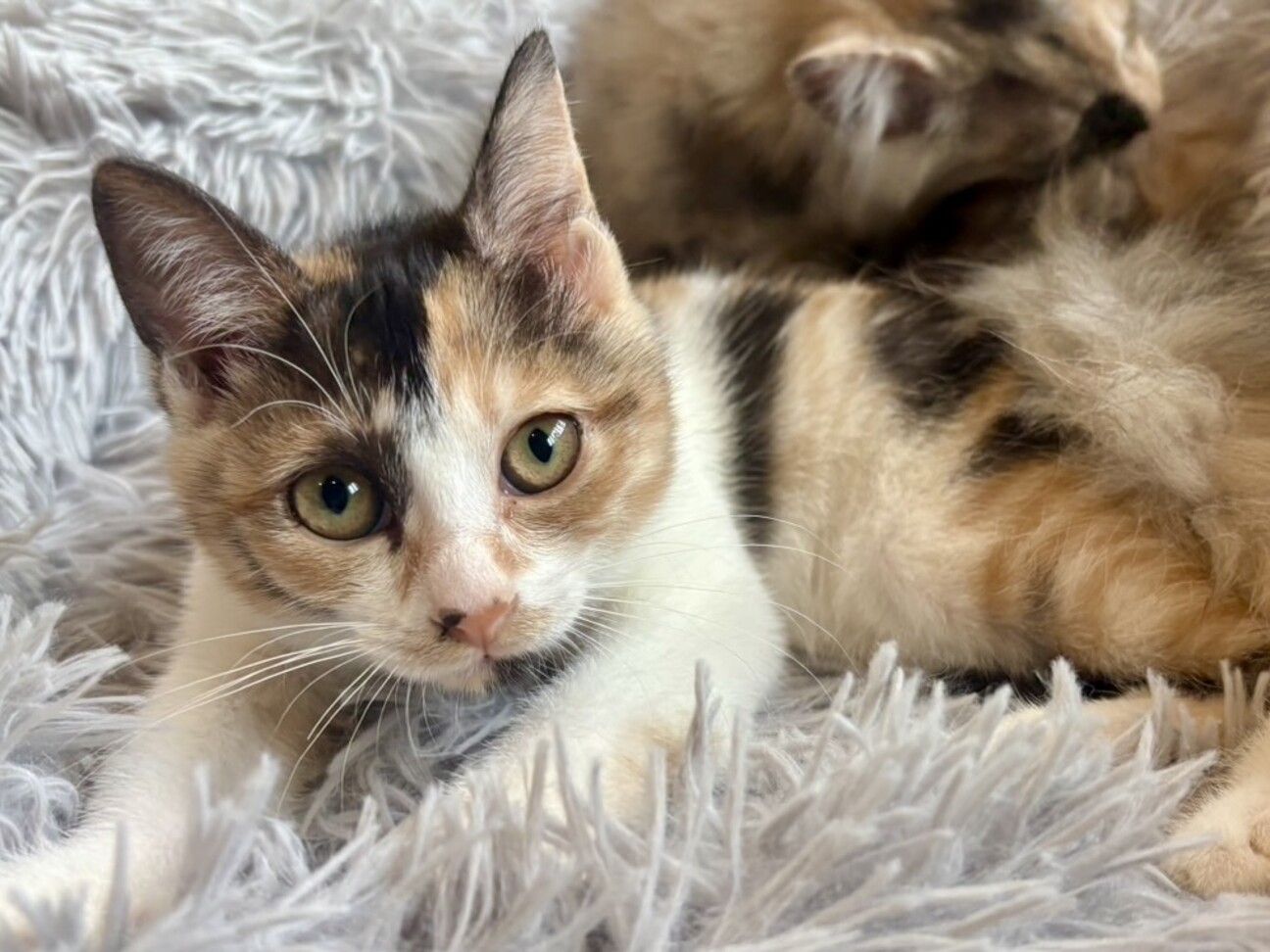 あまえんぼ三毛のバブルス」埼玉県 - 猫の里親募集(528970