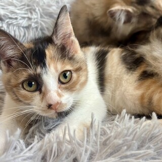 Alps Cru – ※三毛猫様、専用です。 mqdefault.jpg