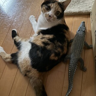 ♡三毛猫♡優しいななちゃん！