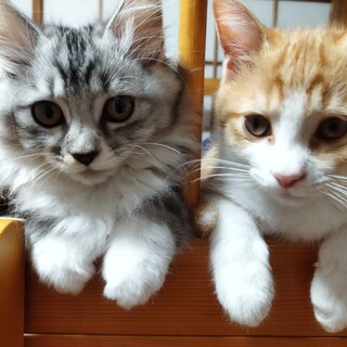 グレー美猫の女の子　折れ耳男の子