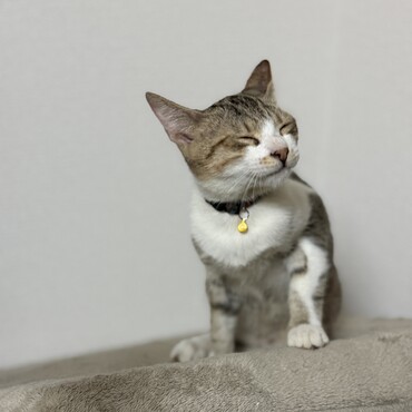 ちょっと眠そうなラテ