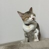 ちょっと眠そうなラテ
