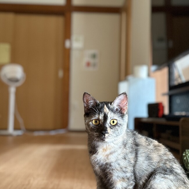 てつとはるとまめのカバー写真