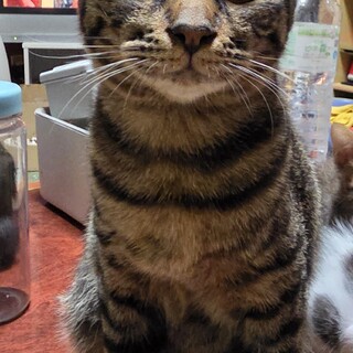 生後約5ヶ月程の若猫