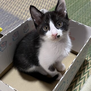 人懐こく甘えん坊なハチワレ男子