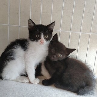 生後１ヶ月半のなかよし姉妹