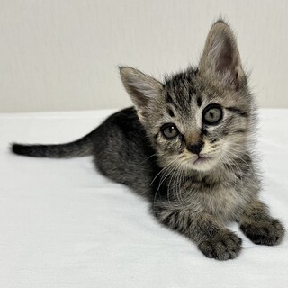 おっとりで甘えん坊な「はち」君