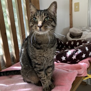 穏やか　キジ虎　コウタくん