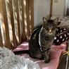 穏やか　キジ虎　コウタくん サムネイル2