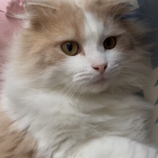 耳折れマックス甘えん坊です　家族募集