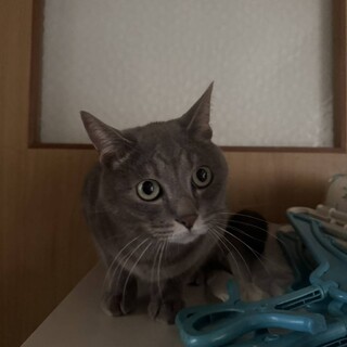 飼い主が亡くなった為の急募です！