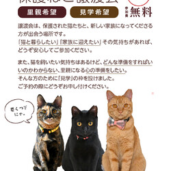 ふれあえる譲渡会in大阪市（見学だけでもOK！） サムネイル3