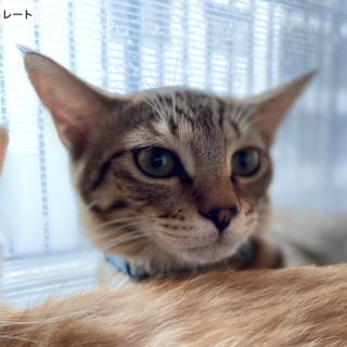 撫でてね★ひよ君★小さい子にも優しい