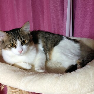 ノルウェージャン風で美形のイケメン仔猫