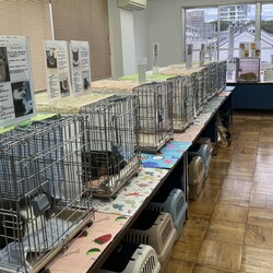 第23回nekomeeting保護猫譲渡会in山田東 サムネイル2