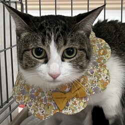 第23回nekomeeting保護猫譲渡会in山田東 サムネイル3