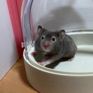 ①セーブルハムスター赤ちゃん