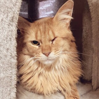 ソマリ　片目は無いけど苦労した甘えたさんです