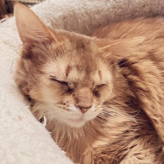 ソマリ　人が好きな甘えん坊です