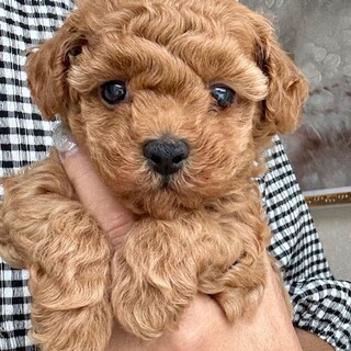 タイニプードル仔犬！！