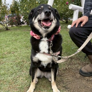 小さなお耳とマロ眉が個性的なマリンちゃん♡