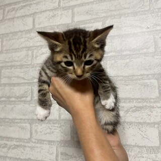 足先が白い可愛い子