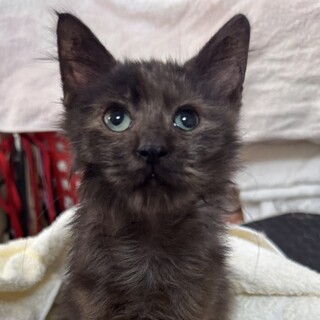 里親決定★黒スモークの女の子