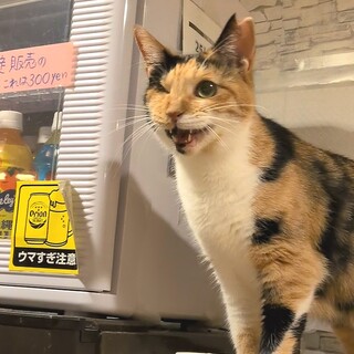 人間大好き甘えん坊あげパンちゃん♀