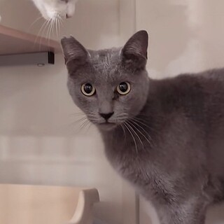 イケにゃんで甘えん坊のまこ君♂