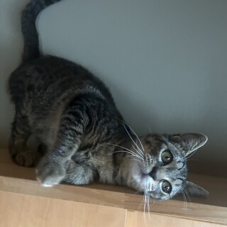 お膝好きなローズちゃん