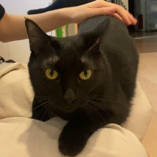 きんぱチャン♀