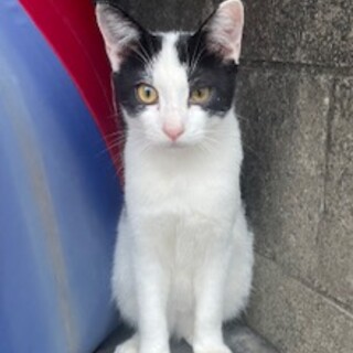 お外で頑張って生きている子①