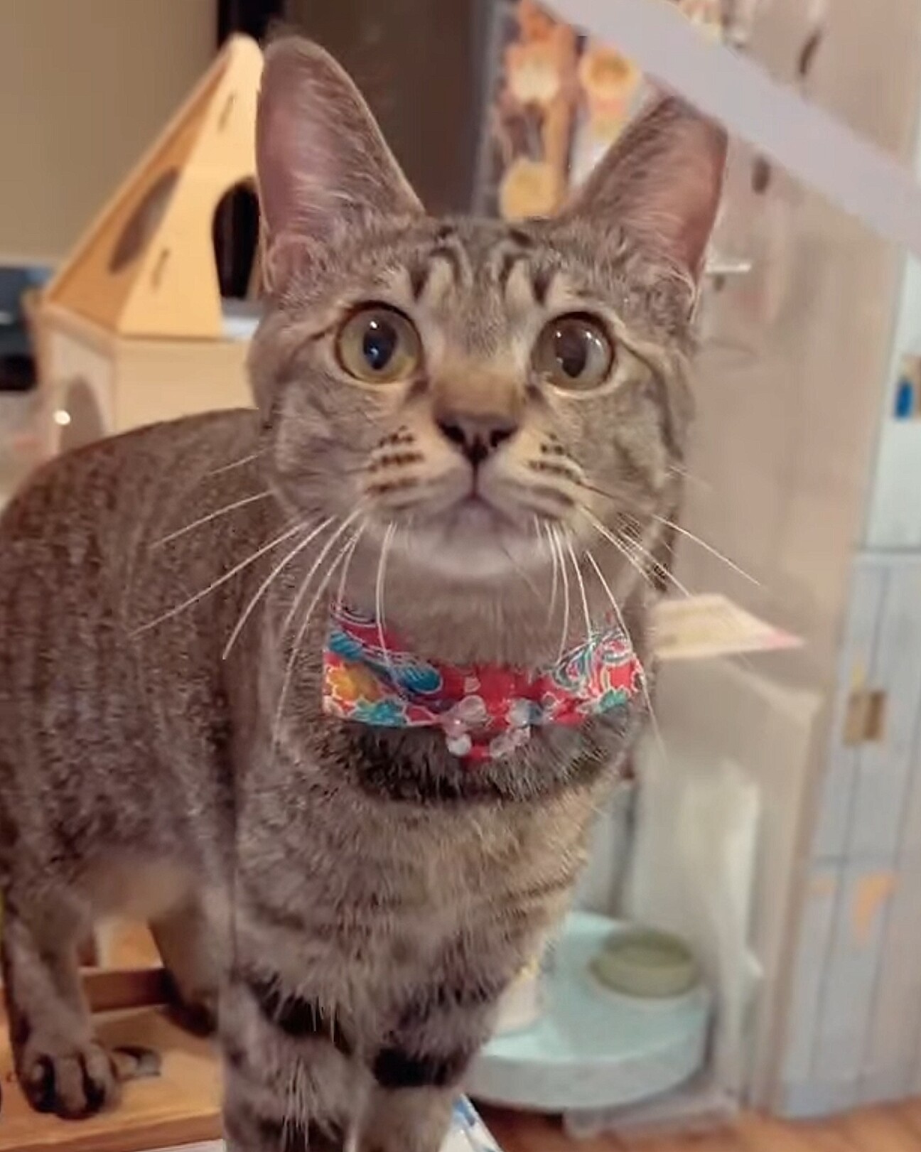 元気いっぱいお転婆ならん」東京都 - 猫の里親募集(529014