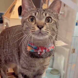 元気いっぱいお転婆ならんチャン♀