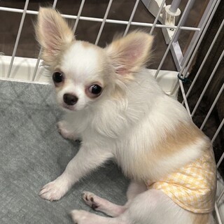 元気いっぱいチワワの男の子です！