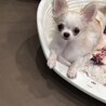 元気いっぱいチワワの男の子です！ サムネイル2