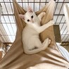 【人馴れ訓練中】うるうる瞳がかわいい白猫子猫 サムネイル4