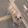 元気いっぱいチワワの男の子です！ サムネイル4