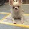 元気いっぱいチワワの男の子です！ サムネイル5