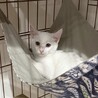 【人馴れ訓練中】うるうる瞳がかわいい白猫子猫 サムネイル2