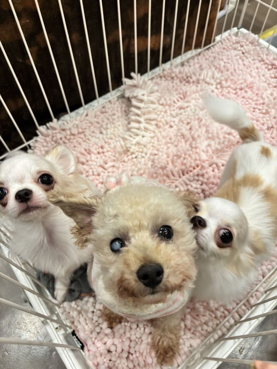 元気いっぱいチワワの男の」東京都 - 犬の里親募集(529022) 7枚目の