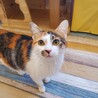 おっとり控え目な性格の三毛猫ラテにゃん♀ サムネイル3