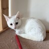 【人馴れ訓練中】うるうる瞳がかわいい白猫子猫 サムネイル3