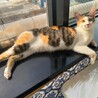 おっとり控え目な性格の三毛猫ラテにゃん♀ サムネイル4