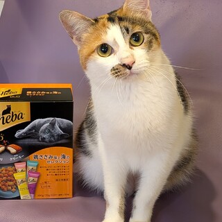 おっとり控え目な性格の三毛猫ラテにゃん♀